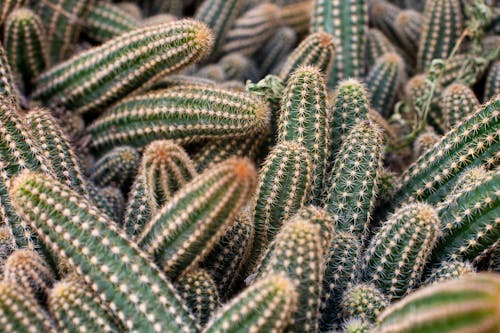 Close-up of Cacti