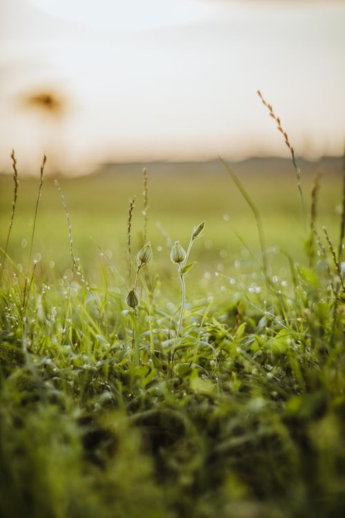 Free Tranquil image of a green meadow with dew at sunset, evoking rural peacefulness. Stock Photo