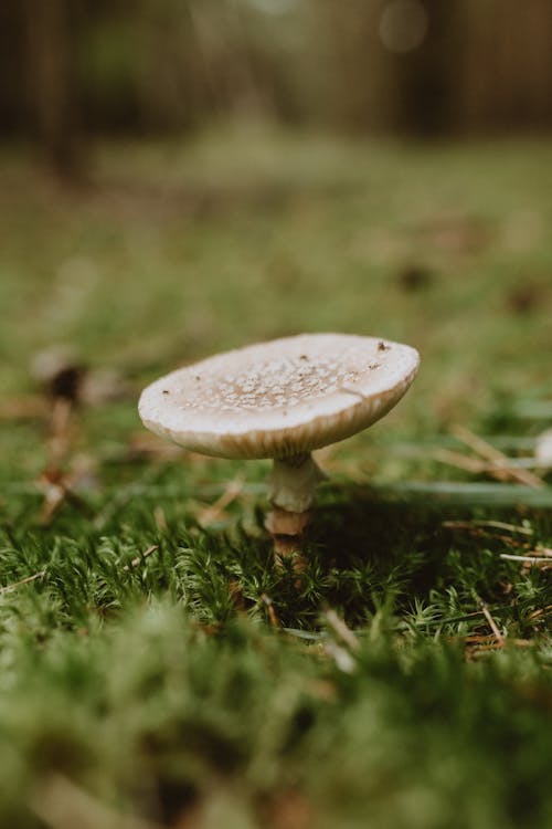 Close-up of a Mushroom in the Forest
