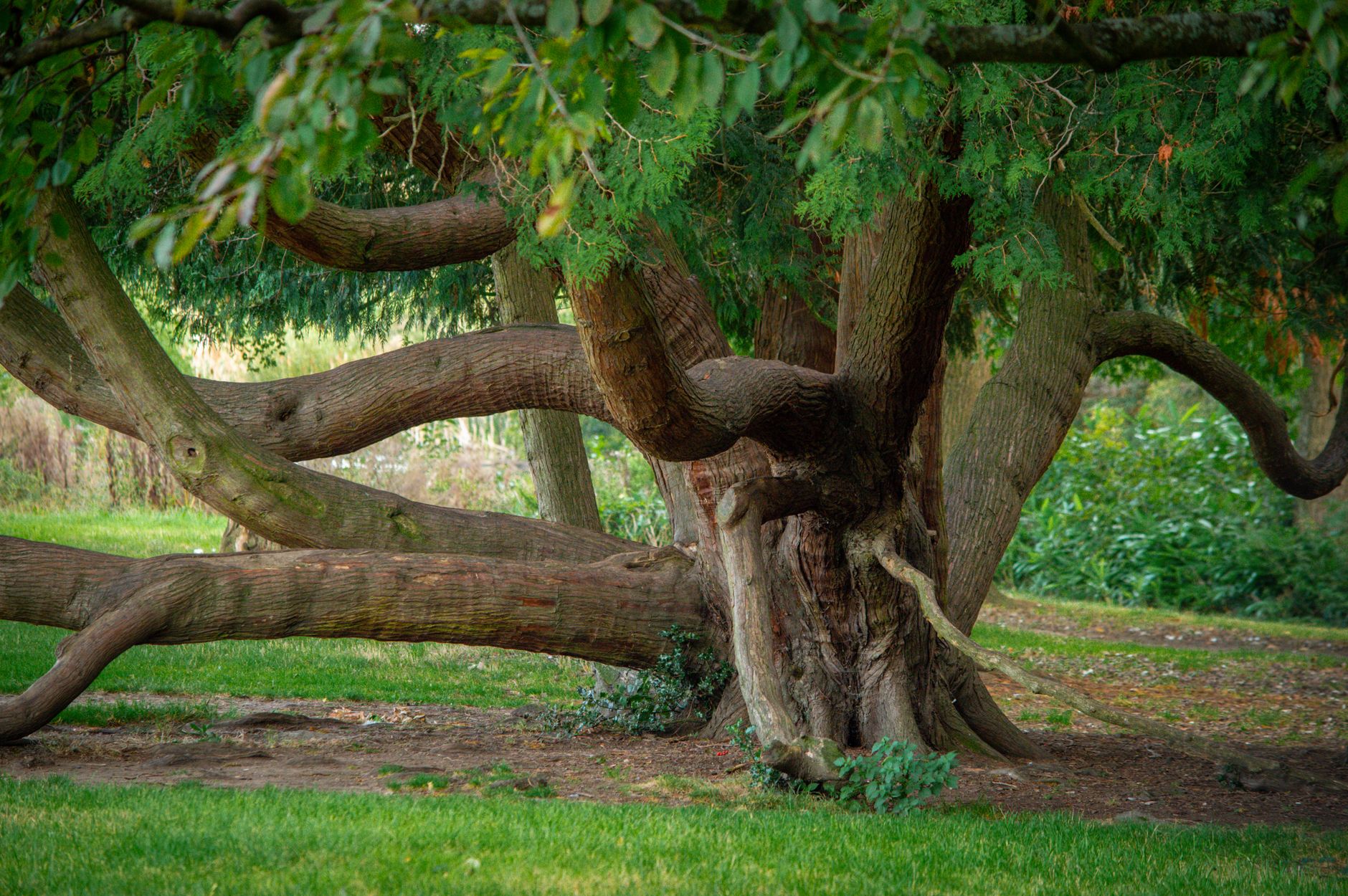 tree root flare buried symptoms UK