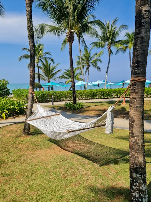 Free Hammock Hanging Between Palm Trees in the Garden of a Seaside Resort Stock Photo