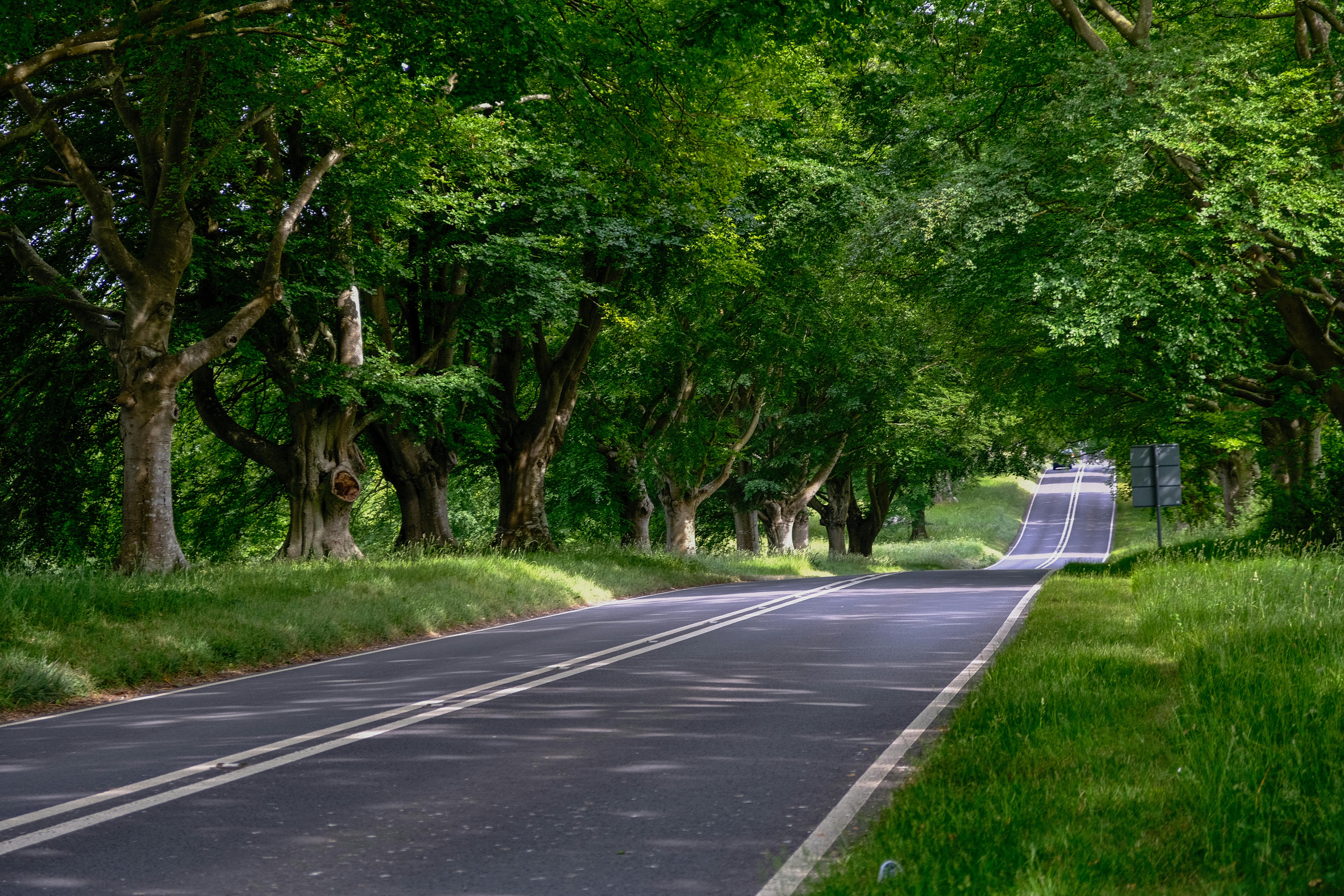 Row of Trees Along the Road Free Stock Photo