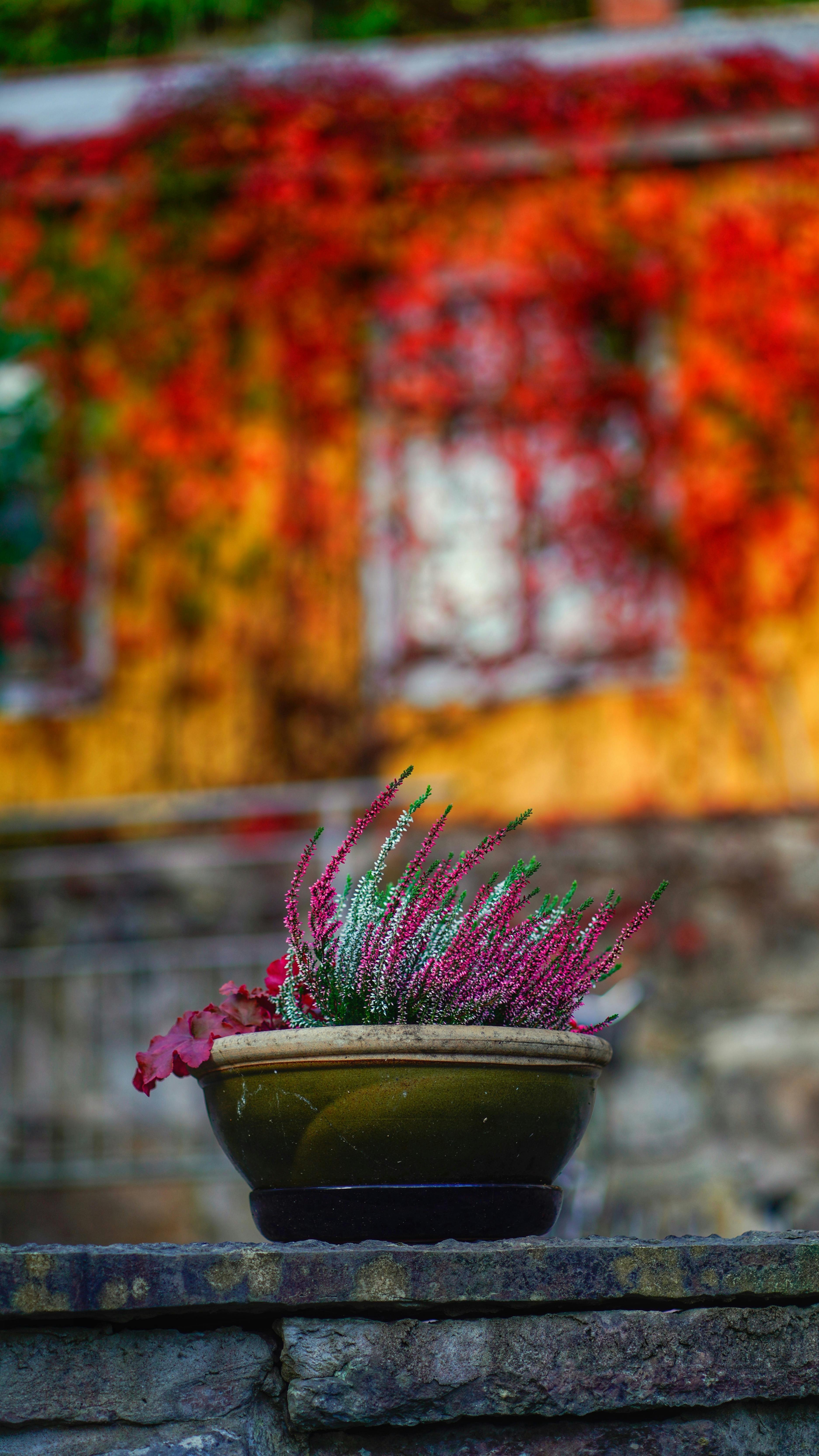 Colorful heather flowers in a pot against blurred autumnal background, vibrant fall scenery.
