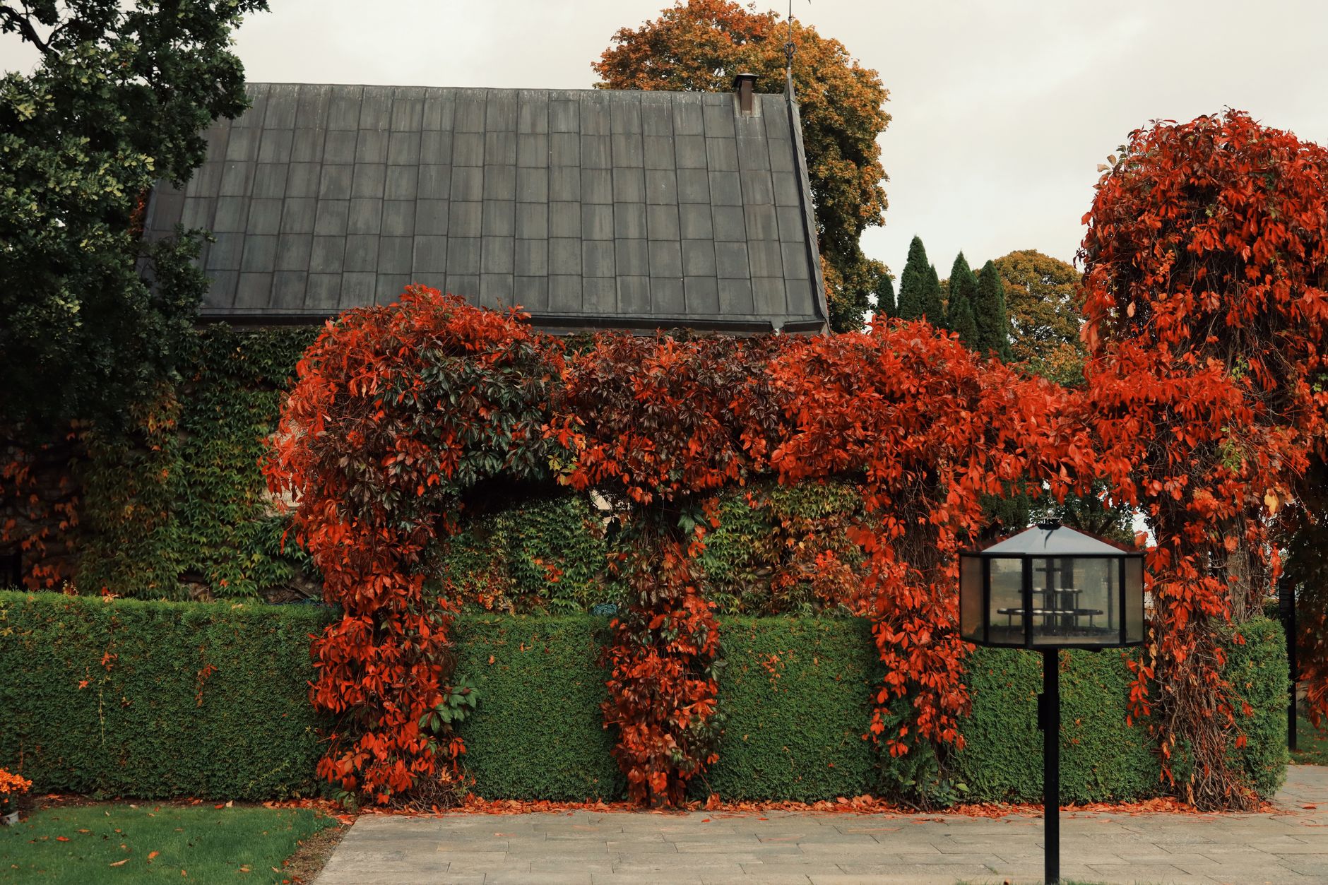 Charming house in Jönköping adorned with vibrant autumn leaves cascading down the wall.