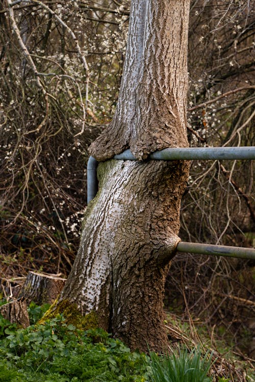 Tree on a Fence 