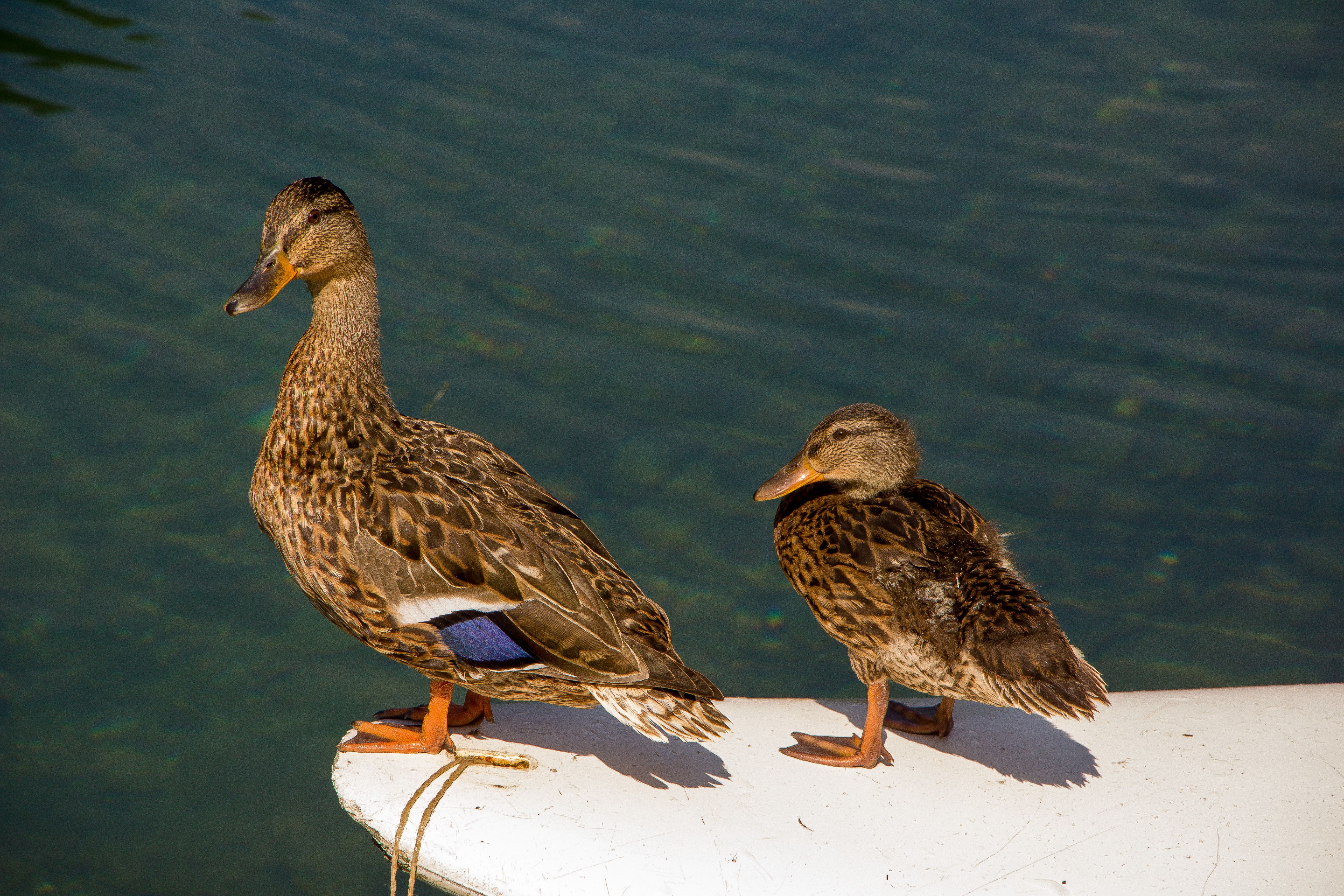 Duck Key — Duck Key