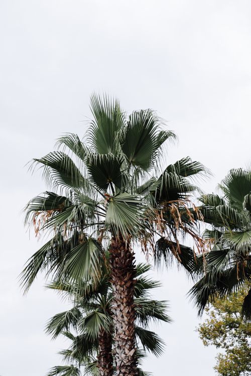 Free Palm trees with lush leaves photographed against an overcast sky, ideal for nature themes. Stock Photo