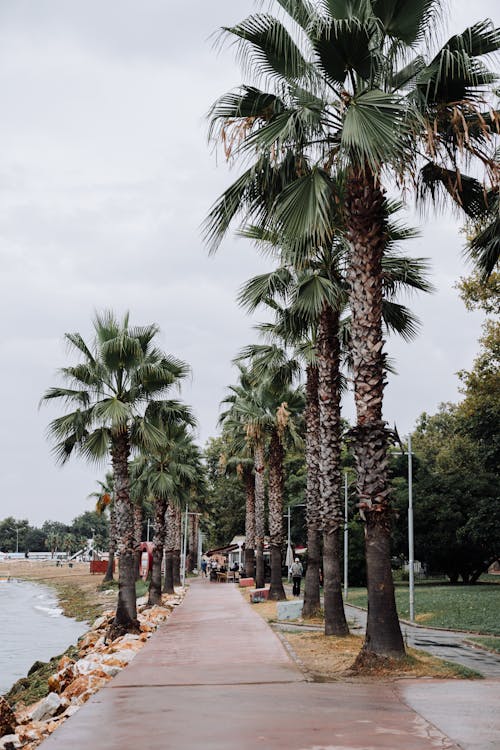 Palm Trees Along Pavement in Park