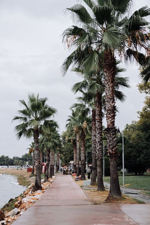 Free Tranquil palm-lined walkway along the coast in Yalova, Türkiye, perfect for peaceful strolls. Stock Photo