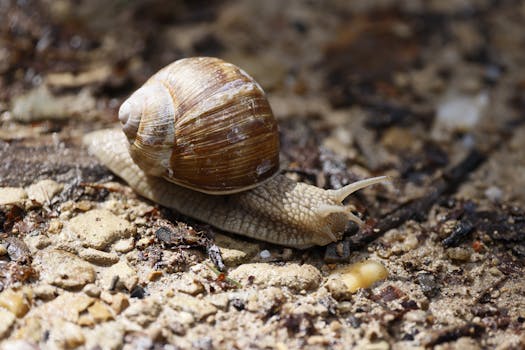 Detailed close-up of a snail with a brown shell moving on rocky terrain, showcasing its texture.