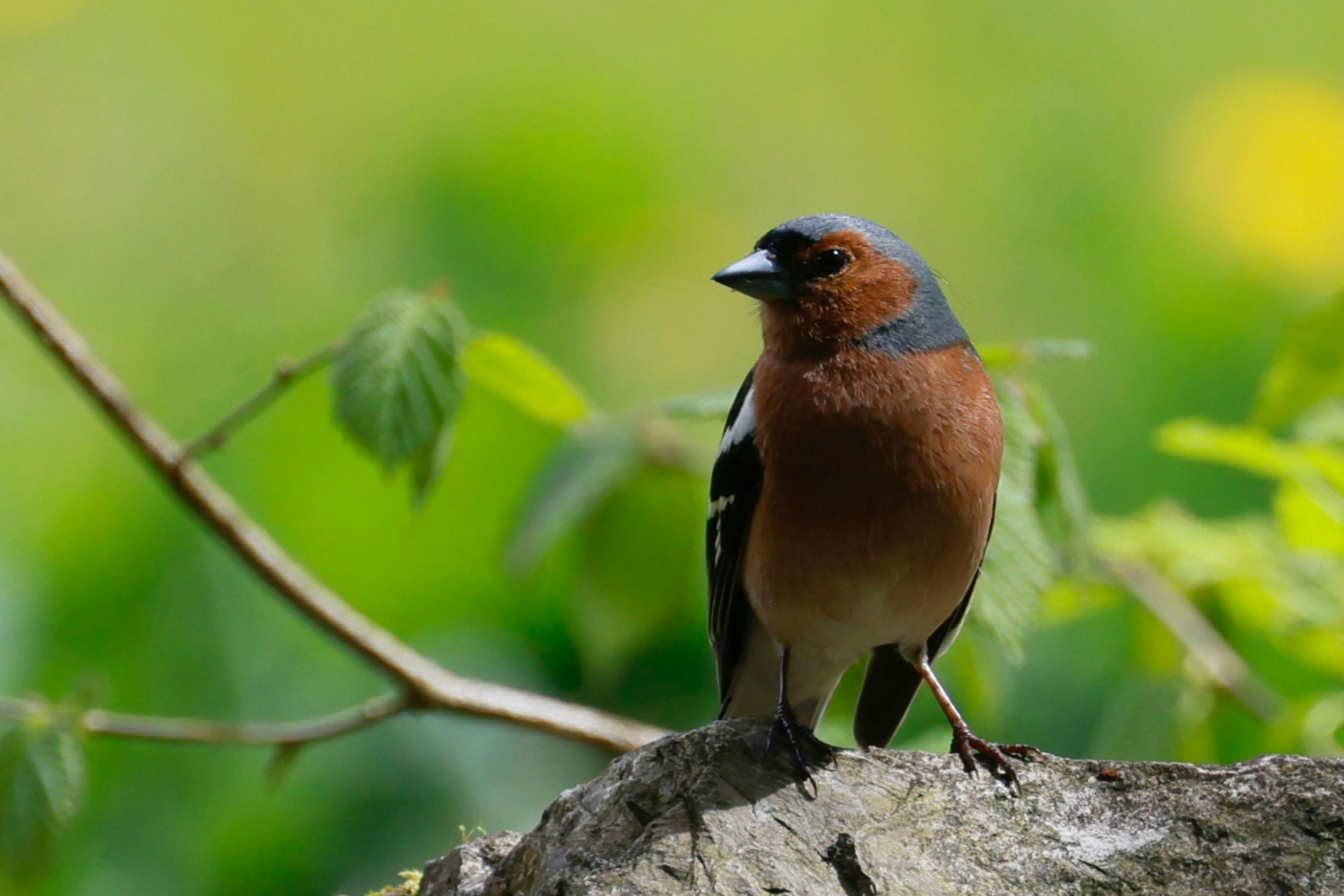 Bird Team Photos, Download The Best Free Bird Team Stock Photos & Hd Images