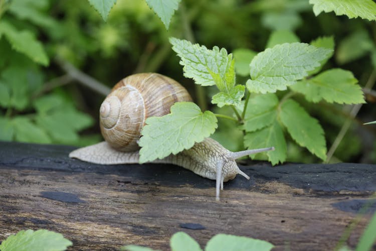 Close-up Of A Snail On A Log 