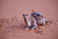 A camel resting in the vast desert sand dunes, showcasing its Arabian beauty and tranquility.