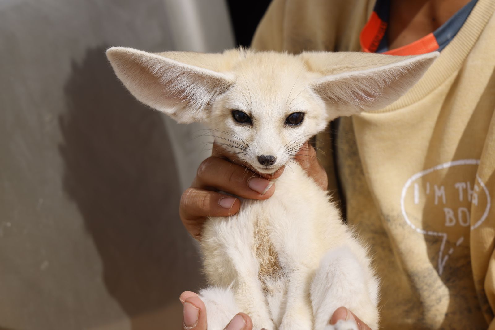 Fennec Fox Photos, Download The BEST Free Fennec Fox Stock Photos & HD ...