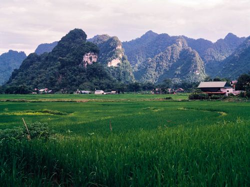 Free Lush green rice fields against a stunning backdrop of verdant mountains, capturing the essence of rural tranquility. Stock Photo