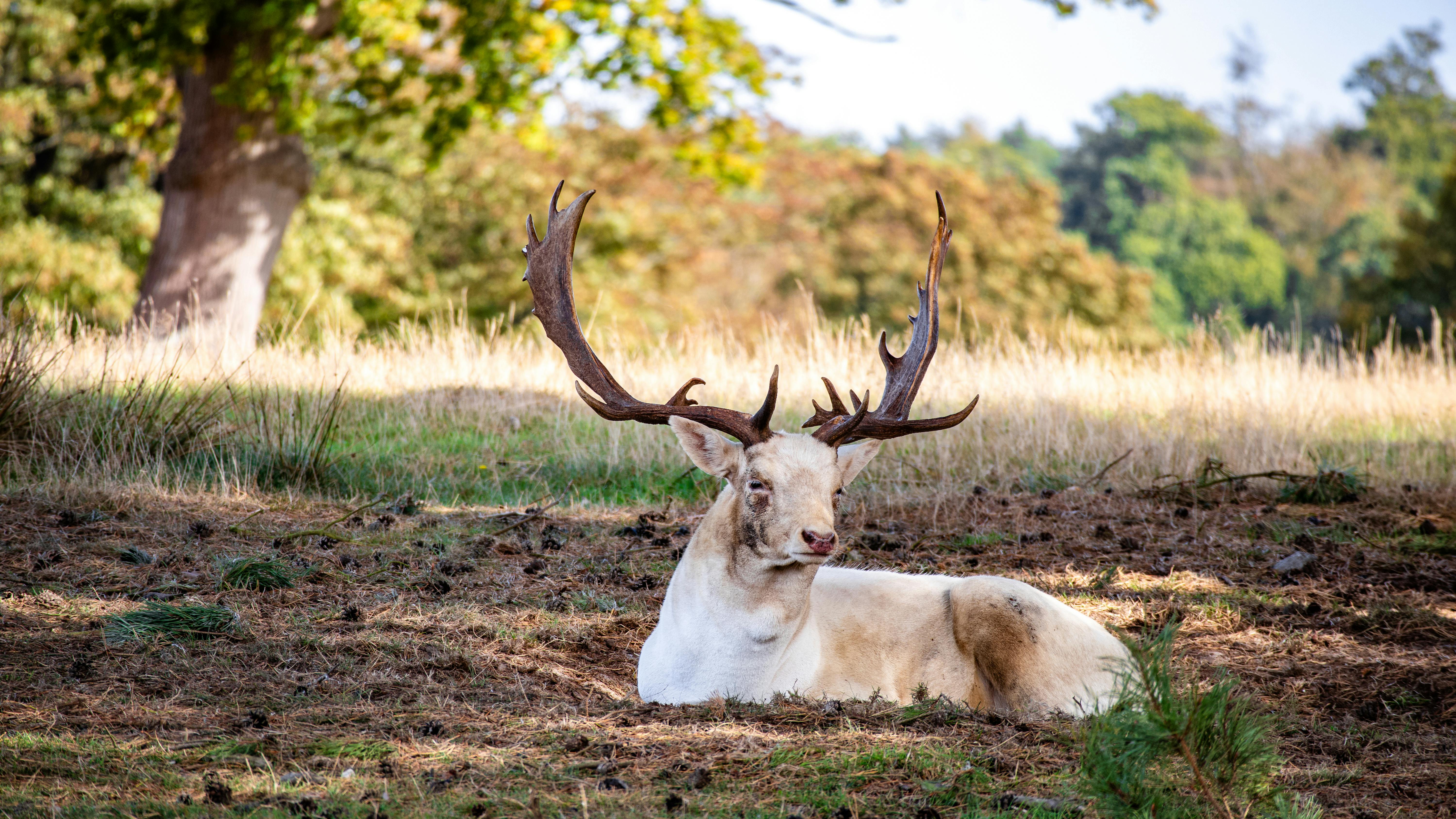 grátis Foto profissional grátis de animais selvagens, animal, ao ar livre Foto profissional