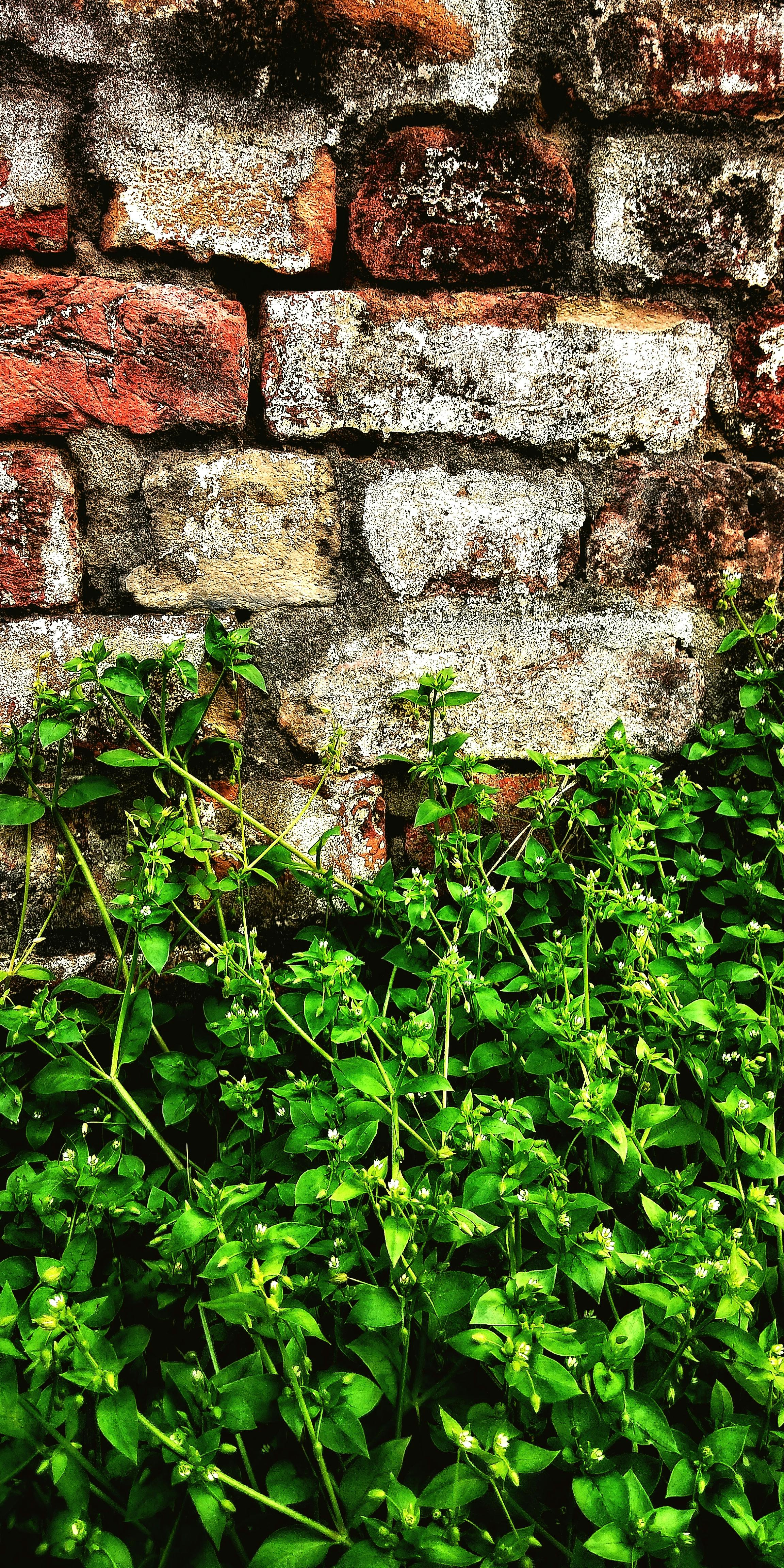 Free stock photo of green, wall