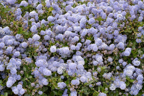 Free Purple Petaled Flower Stock Photo