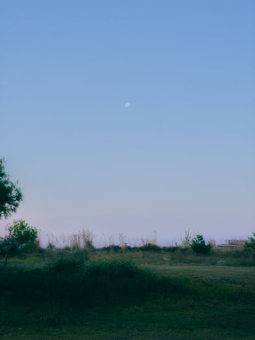 A Grass Field at Dusk 