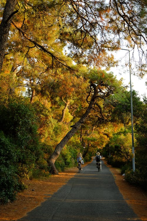 Foto d'estoc gratuïta de anant amb bici, arbres, carreró
