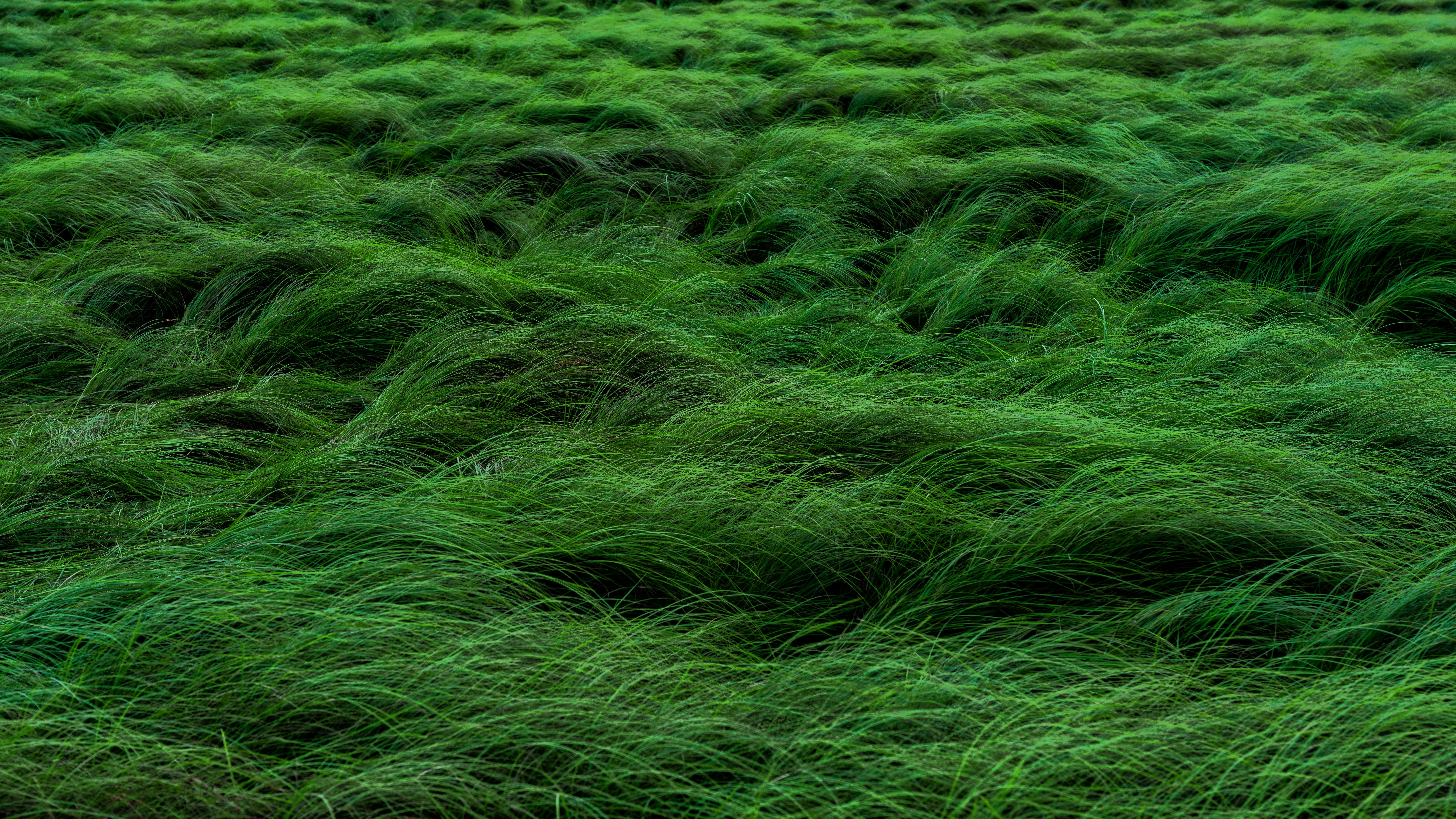 Green, Deep Tall Grasses · Free Stock Photo