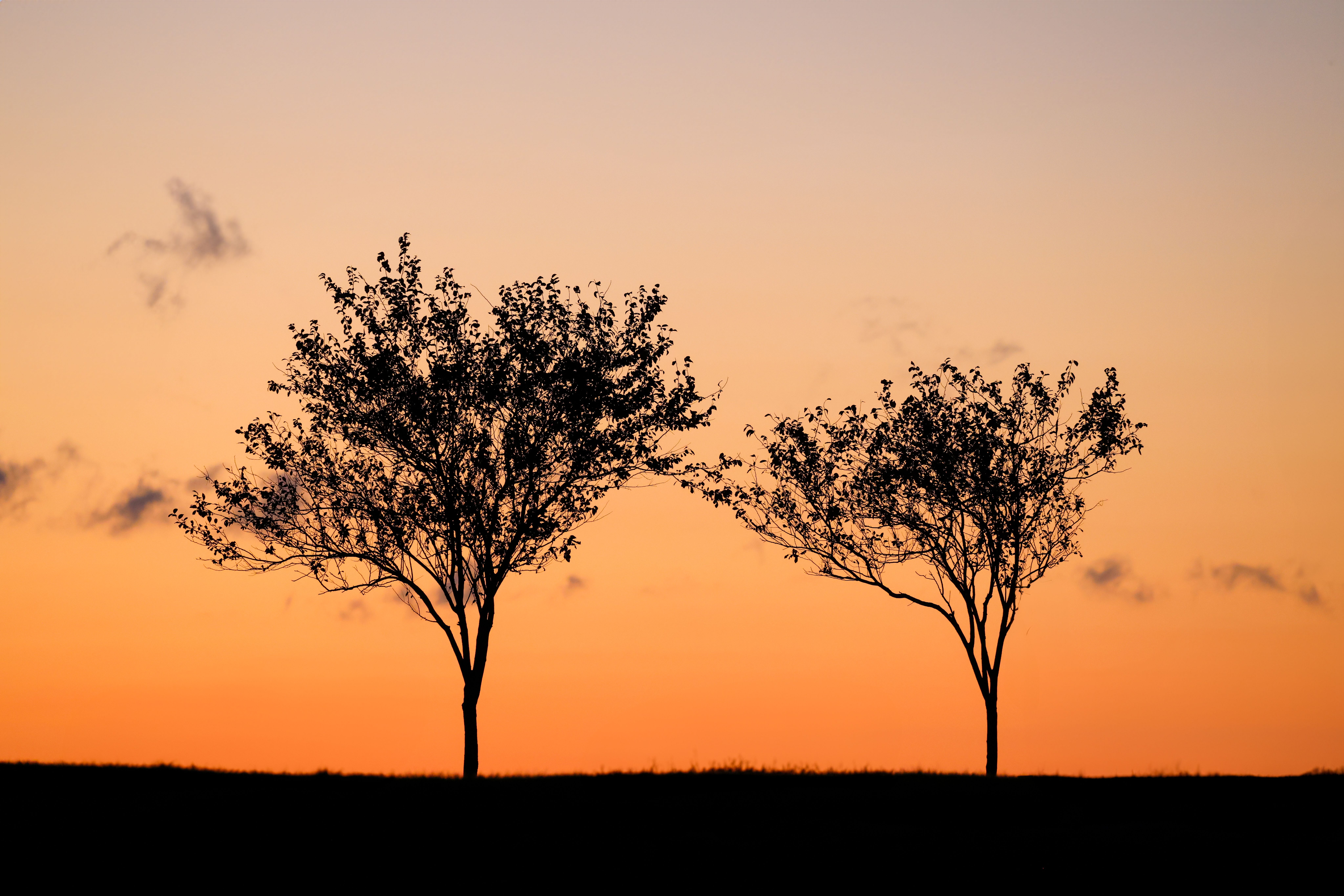 Trees under Clear Sky at Sunset · Free Stock Photo