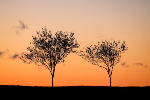 Trees under Clear Sky at Sunset