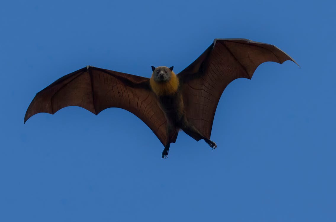 View of a Flying Bat · Free Stock Photo
