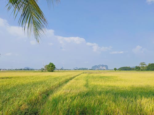 Kostenloses Stock Foto zu außerorts, feld, flachland