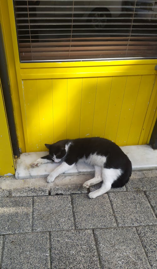 Black and White Cat Sleeping on Pavement