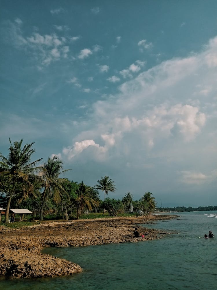 Palm Trees On The Beach 