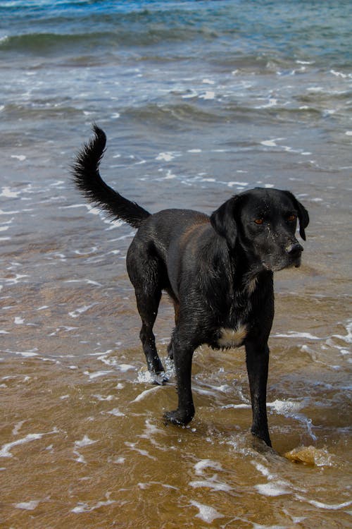 Foto profissional grátis de água, animal, bonitinho