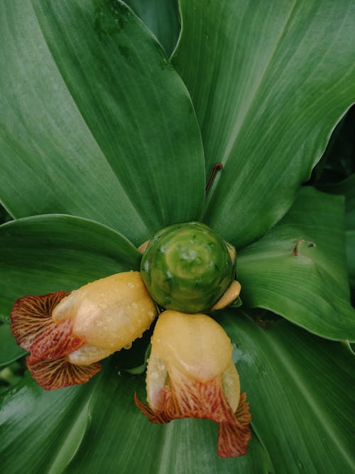 Close-up of a Spiral Ginger Plant