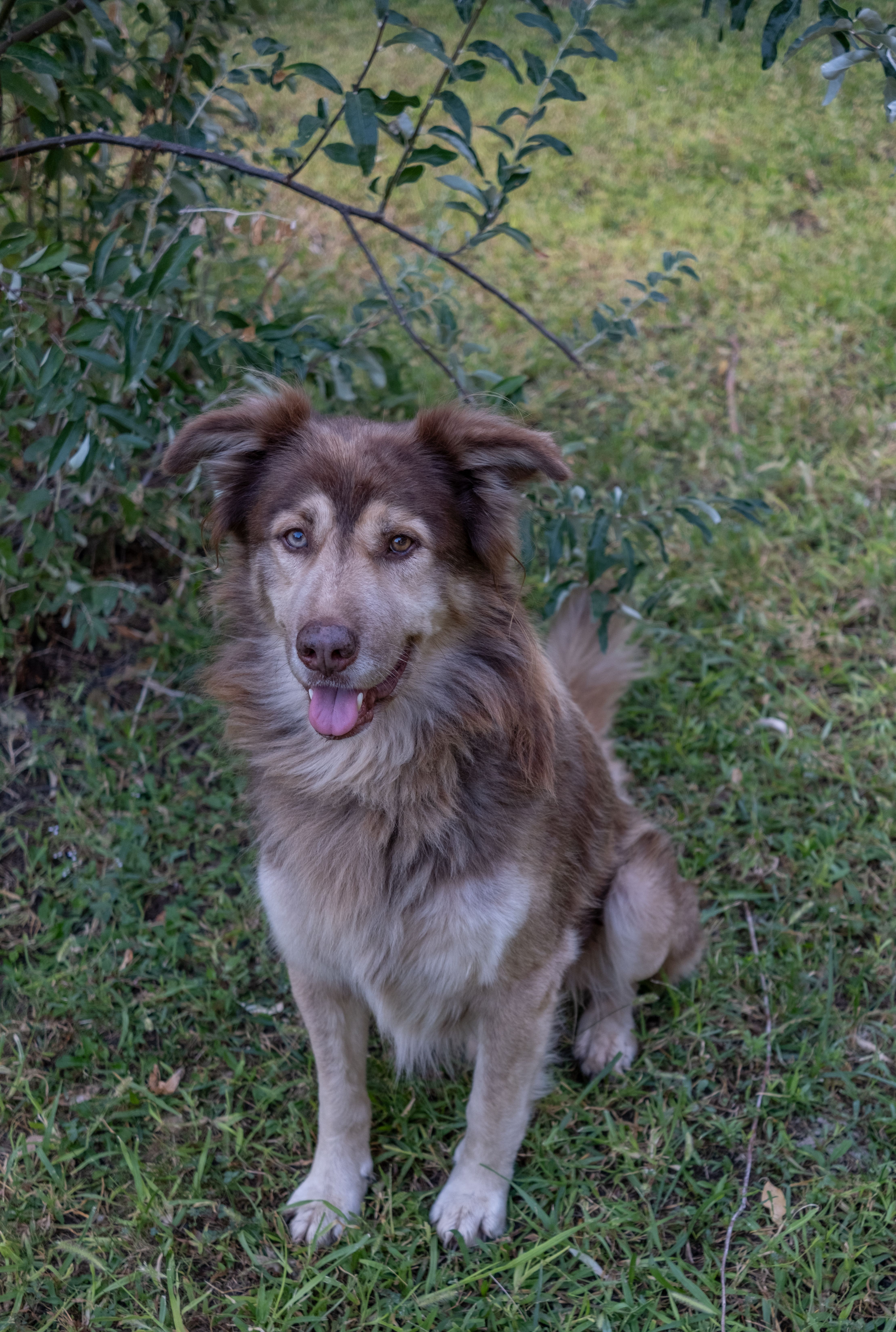 A brown dog sitting on green grass, looking content in an outdoor setting.