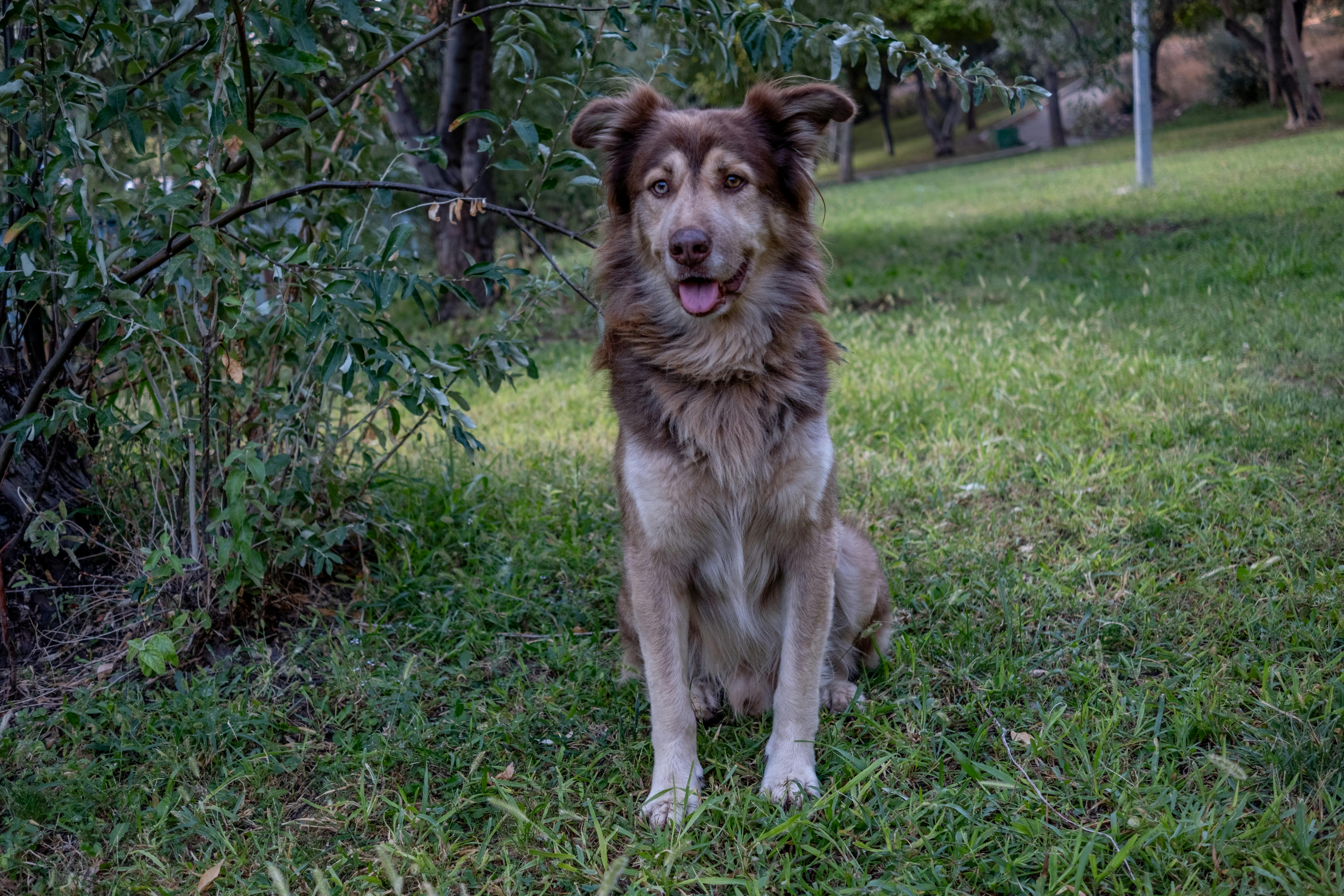 Galassia Canile: perché la legge del 1991 ha fallito (e perché