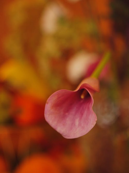 オランダカイウユリ, セレクティブフォーカス, ピンクの花の無料の写真素材