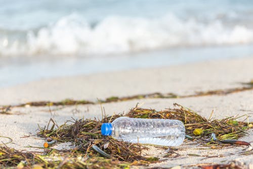 Discarded Plastic Bottle on Kelp Strewn Beach