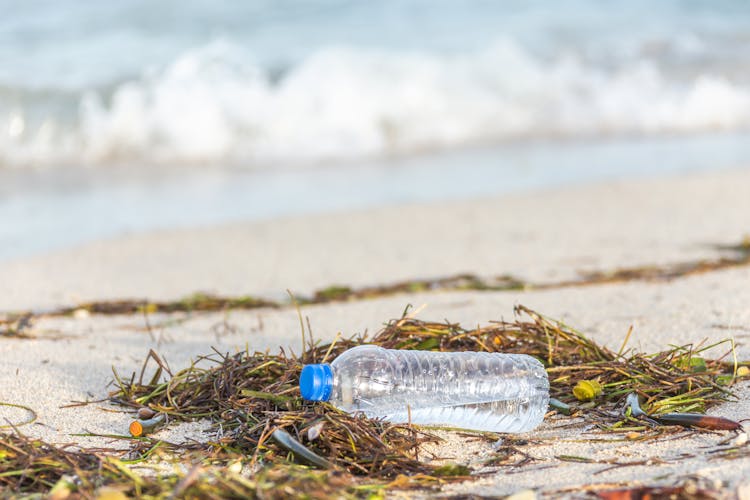 Discarded Plastic Bottle On Kelp Strewn Beach