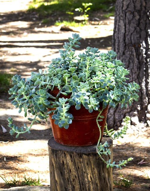 Kostenloses Stock Foto zu kaktus, succulenten