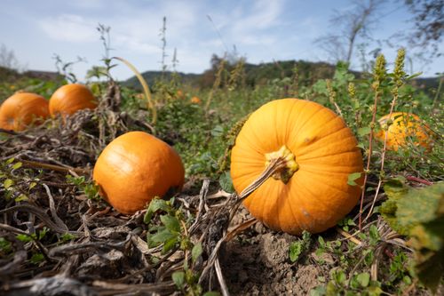 Free Pumpkin field Stock Photo