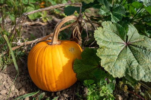 Free Bright orange pumpkin surrounded by lush green leaves in a garden. Perfect for autumn themes. Stock Photo