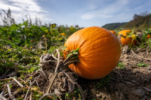 pumpkin in pumpkin field