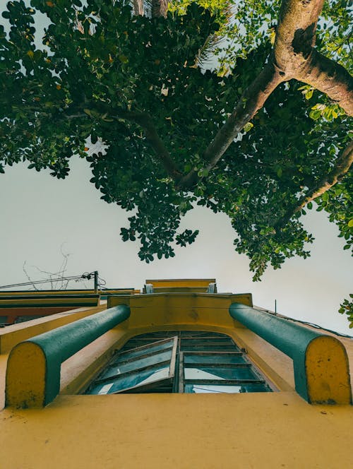 Immagine gratuita di albero, edificio, finestre