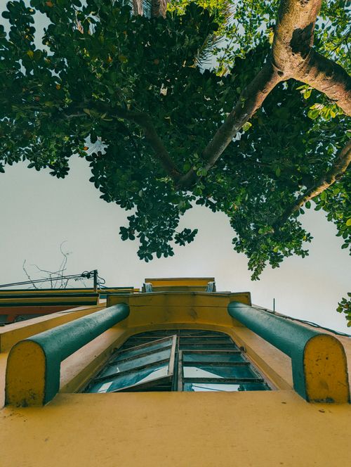 Free A low-angle view of a vibrant yellow building adorned with lush green tree branches in Kolkata, India. Stock Photo