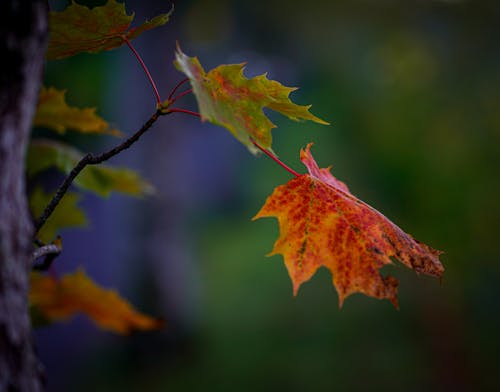Gratis stockfoto met boom, esdoornbladeren, herfst