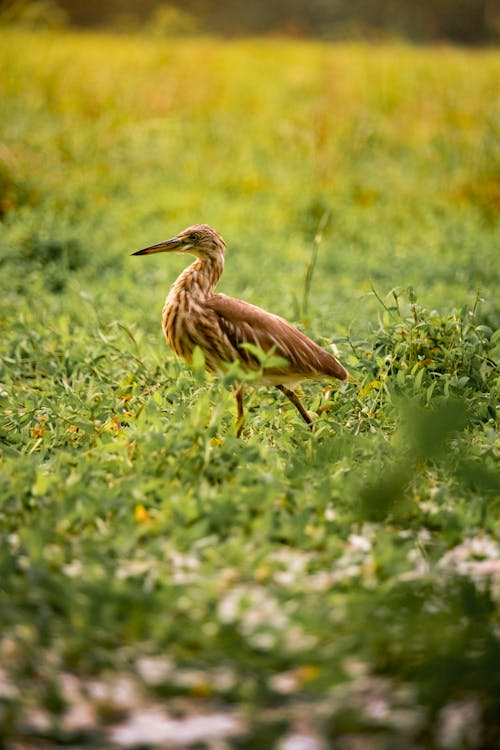 Kerala Birds Walks in Meadow