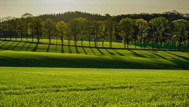 Beautiful rolling field with trees casting long shadows under the sunlight.