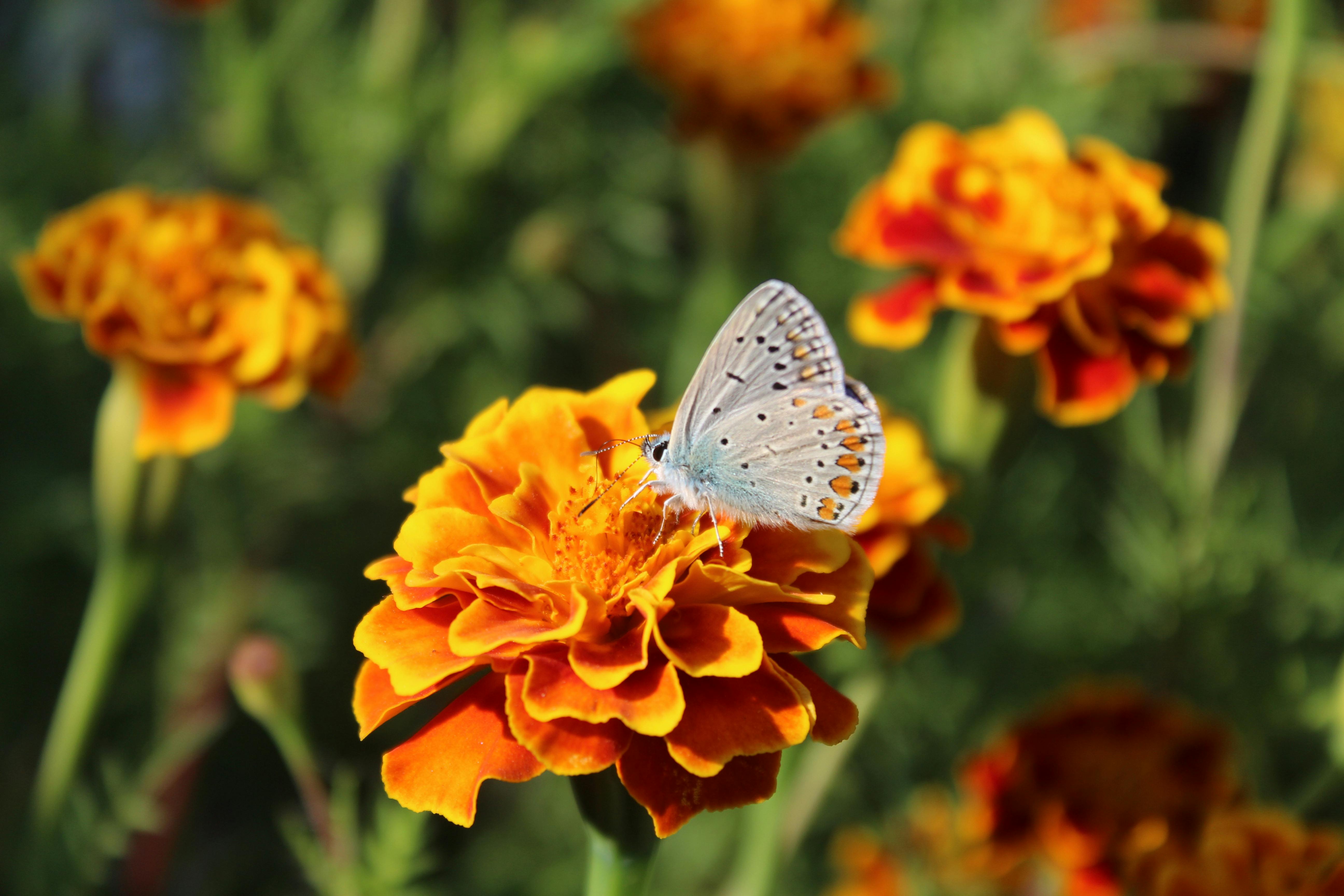 Close-up of an Acmon Blue butterfly perched on a bright marigold in full bloom.