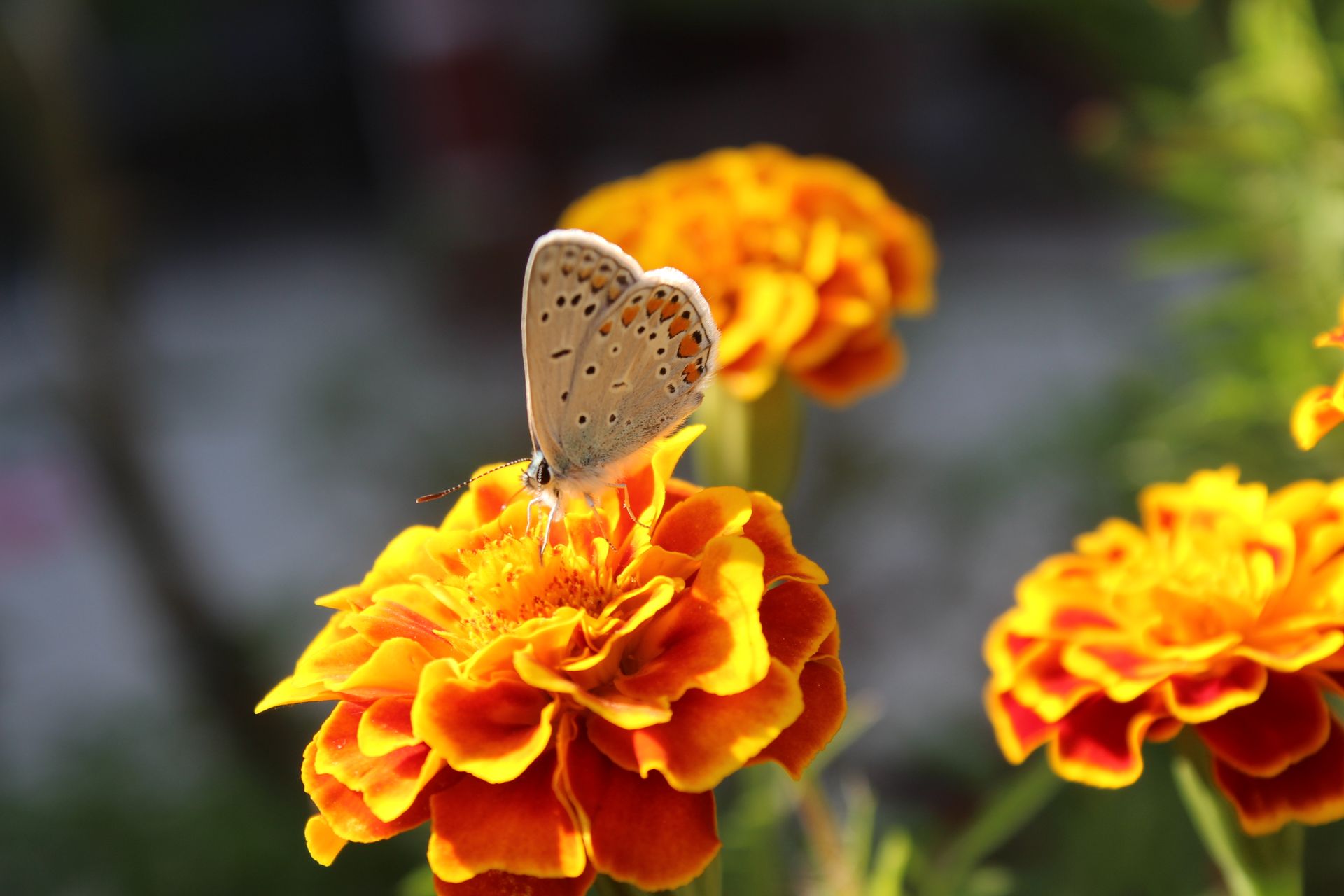 A detailed close-up of a butterfly perched on a vibrant marigold flower in natural sunlight.