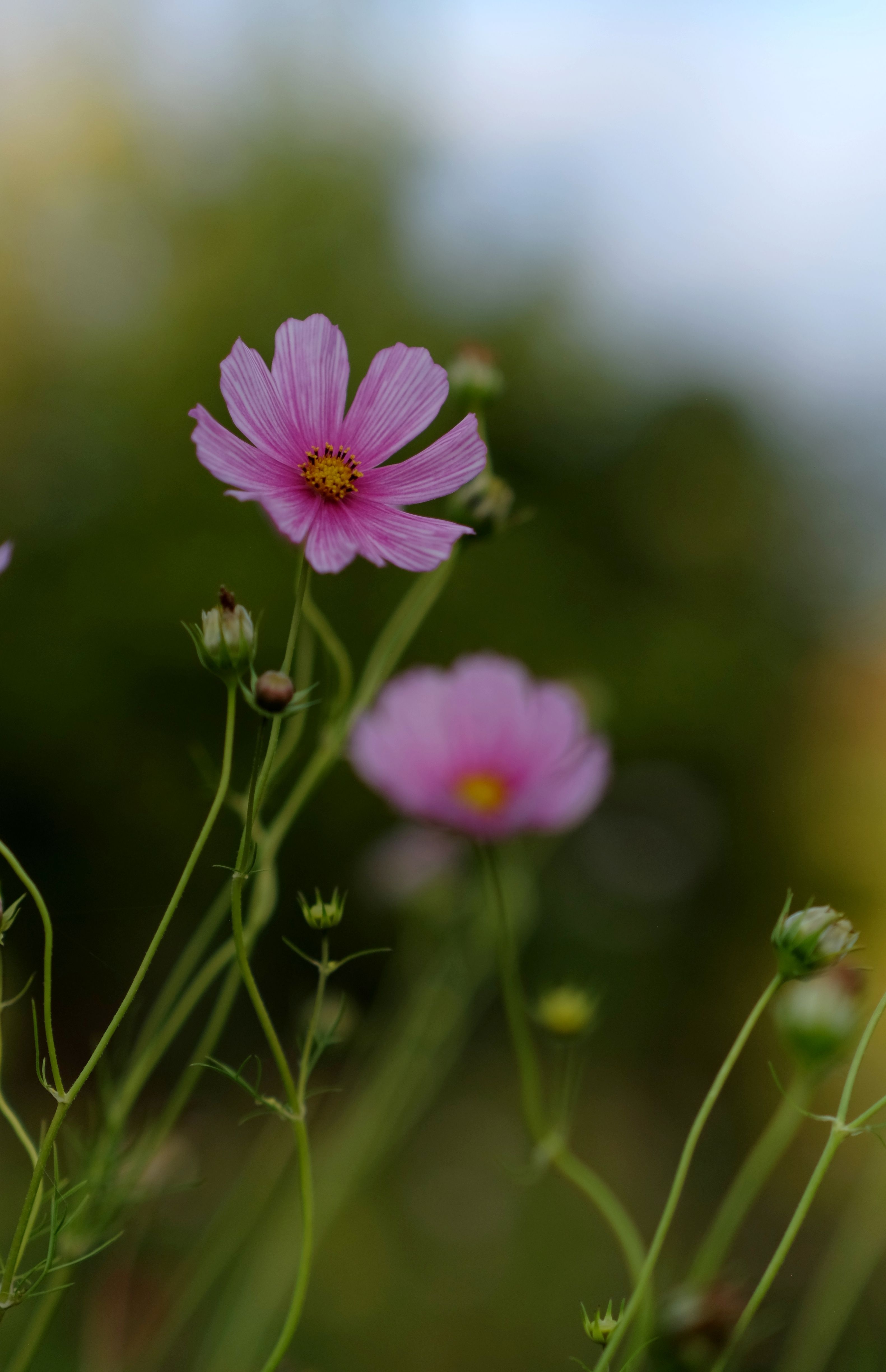 Pink cosmos flowers in a field with green grass · Free Stock Photo